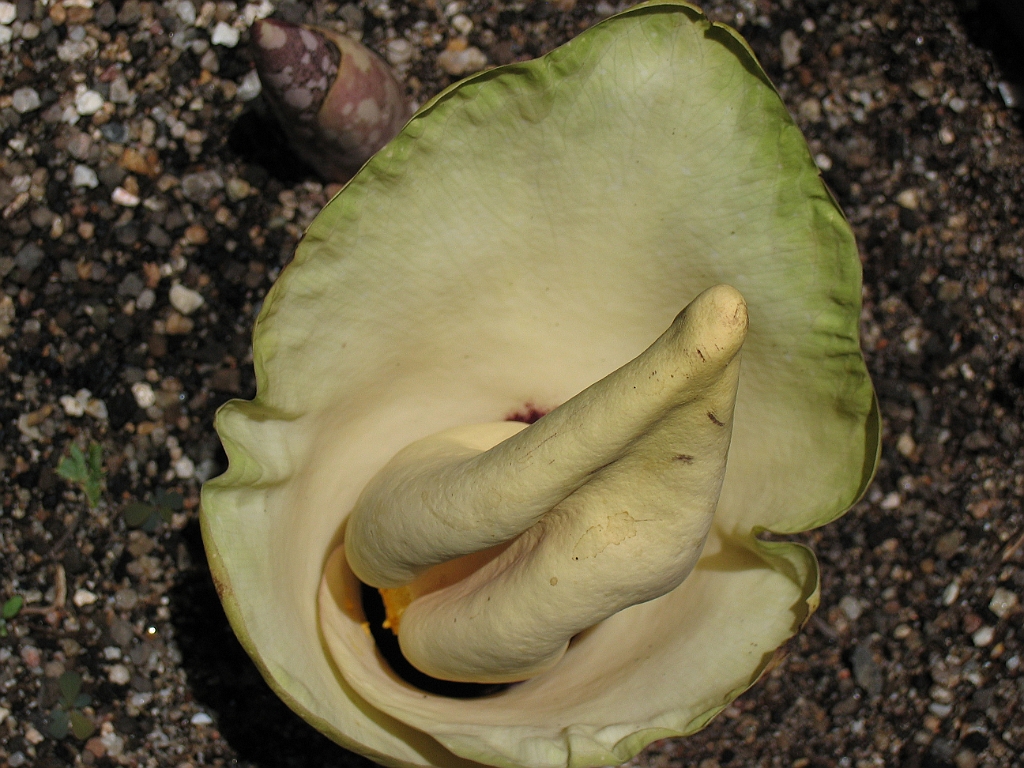 CairnsTC043 Jardin Botanique 043.jpg